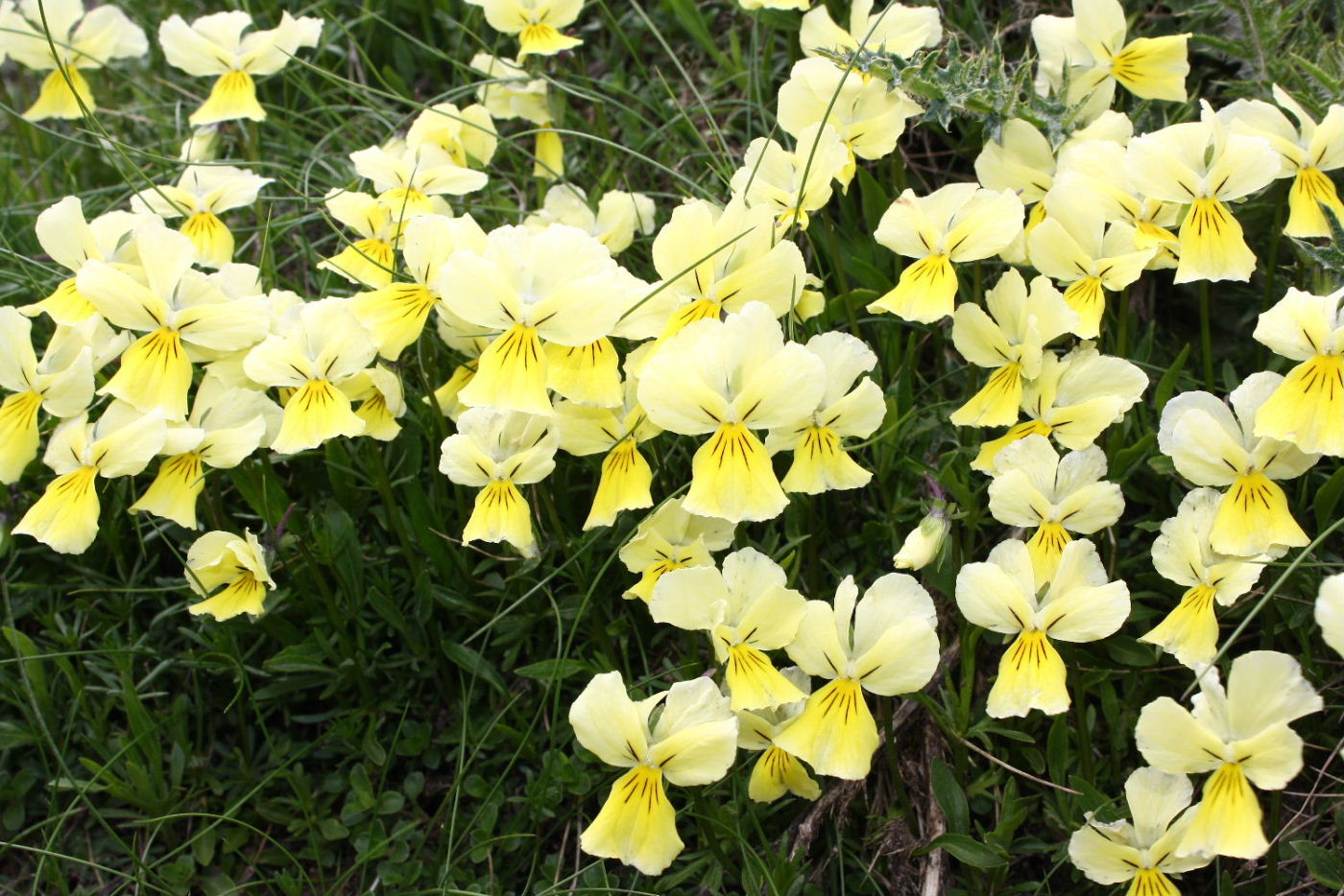 Viola calcarata s.l.